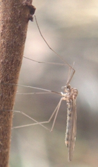 Trichoceridae