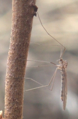 Trichoceridae