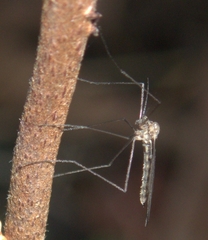 Trichoceridae
