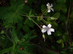Geranium asiaticum