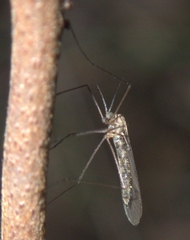 Trichoceridae