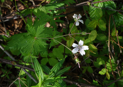 Geranium asiaticum