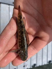 Forsterygion nigripenne