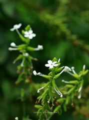 Plumbago zeylanica