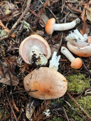 Pudorini