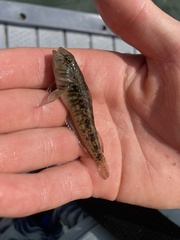 Forsterygion nigripenne