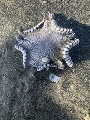 Astropecten verrilli