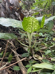 Dieffenbachia seguine