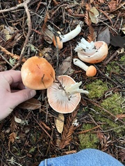 Pudorini