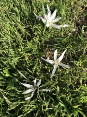 Colchicum atticum