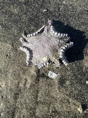 Astropecten verrilli