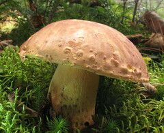 Butyriboletus brunneus