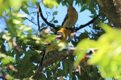 Pheucticus chrysopeplus