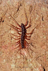 Scutigeromorpha