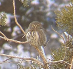Glaucidium gnoma