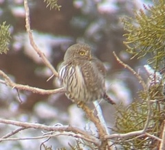 Glaucidium gnoma