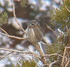 Glaucidium gnoma