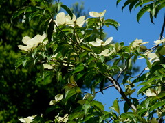 Cornus capitata
