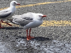 Chroicocephalus novaehollandiae scopulinus