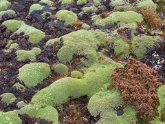 Pterygopappus lawrencei