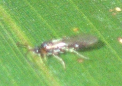 Chrysidoidea