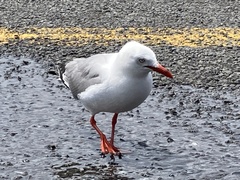 Chroicocephalus novaehollandiae scopulinus