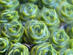 Pterygopappus lawrencei