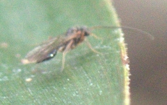 Chrysidoidea