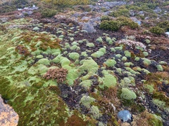 Pterygopappus lawrencei