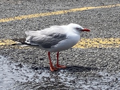 Chroicocephalus novaehollandiae scopulinus