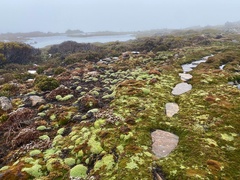 Pterygopappus lawrencei