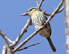 Nystalus maculatus