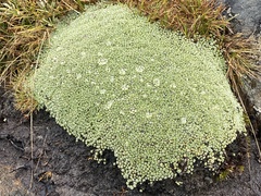 Pterygopappus lawrencei