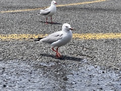 Chroicocephalus novaehollandiae scopulinus