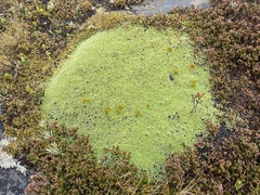 Pterygopappus lawrencei