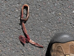 Afrotyphlops bibronii