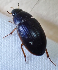 Hydrobius