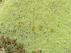 Pterygopappus lawrencei