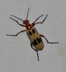 Pyrota punctata