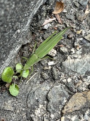 Atractomorpha sinensis
