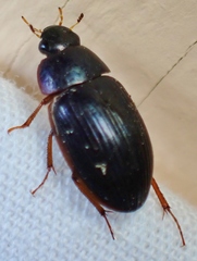 Hydrobius