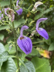 Brillantaisia owariensis