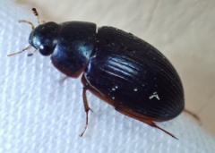 Hydrobius