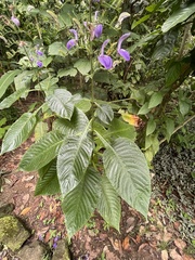 Brillantaisia owariensis