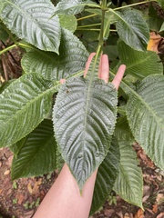 Brillantaisia owariensis