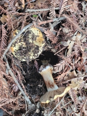 Cortinarius xanthodryophilus