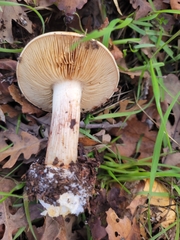 Cortinarius xanthodryophilus