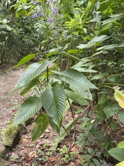 Brillantaisia owariensis