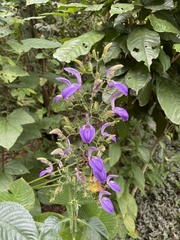 Brillantaisia owariensis