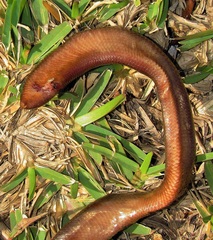 Afrotyphlops bibronii